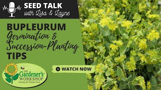 Seed Talk 72  Bupleurum Germination amp SuccessionPlanting Tips [upl. by Xenia]