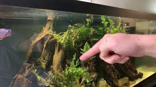 Adding Fish to the Leopard Ctenopoma Tank  Will They Get Eaten [upl. by Cumine]