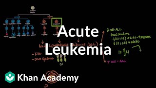 Acute leukemia  Hematologic System Diseases  NCLEXRN  Khan Academy [upl. by Burns]