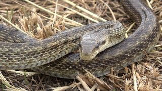 Herping Japan  Big Brown Ratsnake [upl. by Otrepur]