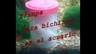 Trampa para bichitos en el acuario [upl. by Enniroc868]