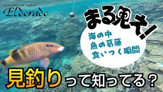 見釣りって知ってる？海の中まる見え！魚まる見え！シュノーケリングしながら魚釣り [upl. by Aynotan697]