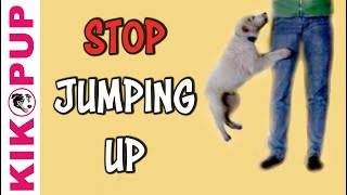 STOP jumping up [upl. by Nekcarb]