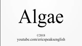 How to Pronounce Algae [upl. by Nirak]