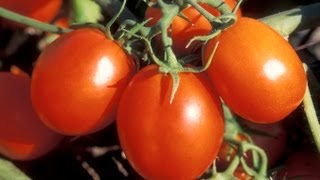 Psoriasis Eczema Tomato History No Tomatoes Cure 12 [upl. by Attekal712]