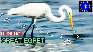 GREAT EGRET SOUND CALLS  HUNI NG TAGAK huntsmanph [upl. by Idnam]