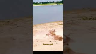 lion hunting gemsbok animals wildlife viral lionhunting shortvideo lion youtube gemsbok [upl. by Ajat]