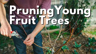 How To Prune Young Fruit Trees  Peach Apple Fig and more [upl. by Burner26]