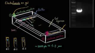 Electroforesis en gel  Biotecnología  Biología  Khan Academy en Español [upl. by Aketahs]