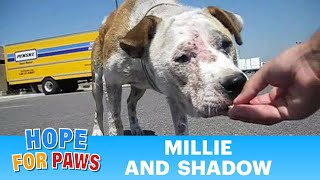 Dog rescue Millie and Shadow  please subscribe By Eldad Hagar senior [upl. by Nosyla42]