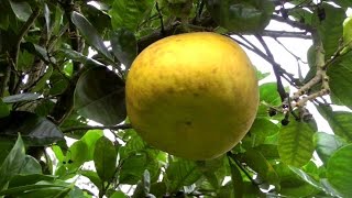 The Pomelo Tree and Fruit  Citrus maxima  HD Video [upl. by Quintie]