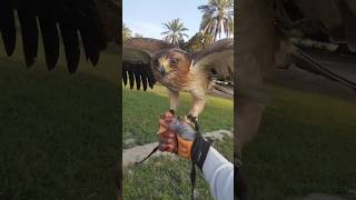 Booted Eagle Call shortvideo Shorts [upl. by Crescentia]