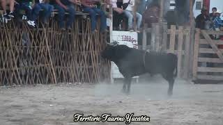 Toro El Latigo Negro de Quinta La Rosita en el Duelo de Ganaderías Dzoncauich 2024 [upl. by Nial291]