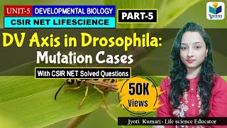 Dorsal Ventral Polarity Generation in Drosophila  GurkenTorpedo Pathway [upl. by Marala691]