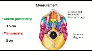 Anatomy of the Foramen Magnum Explained skull skulls skeletalsystem [upl. by Aydidey]