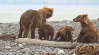 Alaskas Great Kodiak Bears  Ayakulik Adventures [upl. by Kristianson]