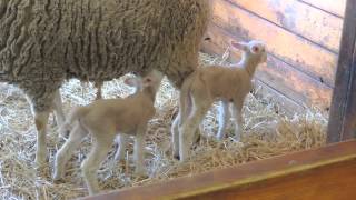 Baby Sheep Lamb nursing from mother ewe [upl. by Wendi]