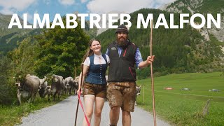 Almabtrieb Malfon Alm 🐮 [upl. by Tucker]