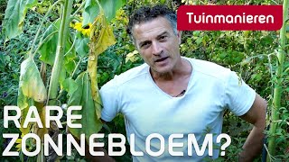 Waarom vertakt de zonnebloem soms  Tuinieren in de herfst  Tuinmanieren [upl. by Anirpas]