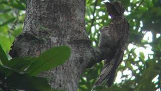 Potoo chick [upl. by Odrahcir]