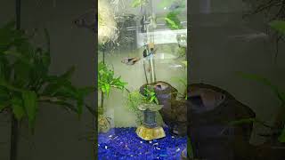 Rasbora Care Guide [upl. by Dicks]