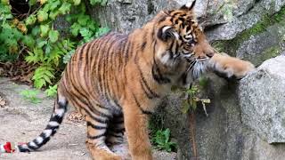 Einer der in diesem Jahr geborenen SumatraTiger im Tierpark Berlin [upl. by Nnylrats]