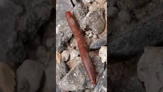 Long stemmed ants003 10 insects cuteanimal millipede cutemonkey cutepet giantmillipedes [upl. by Chilcote361]