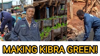 Cabbage Collection  Urban Farming  Clean Water Kibra’s Green Revolution by MtaaSafi [upl. by Glinys]