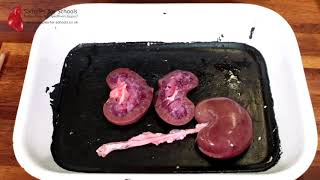 Kidney Excretory System Dissection GCSE A Level Biology NEET Practical Skills [upl. by Karilla]