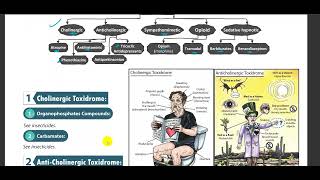 Anticholinergic Toxidrome [upl. by Scammon]