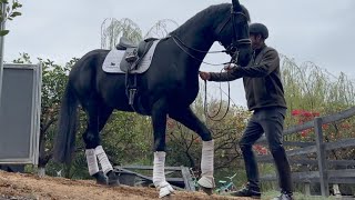 Try THIS with your horse 🐴 [upl. by Seftton]