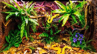 Venomous Tree Viper Bioactive Jungle Vivarium [upl. by Didi]