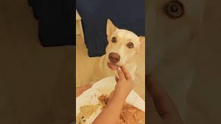 Breakfast anyone🥰 music apt pop lyrics pets huskylife [upl. by Rachaba]