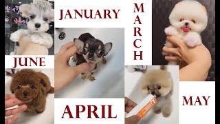 Who Is Your Birth Month Puppy  Get An Adorable Puppy Lets See [upl. by Cosimo]