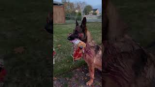 Service Dog Joins in on Halloween Costume Fun [upl. by Tam990]