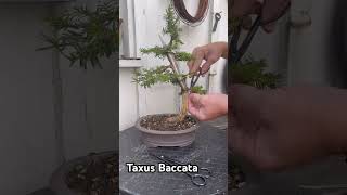 Taxus Baccata Bonsai under construction [upl. by Eciral]