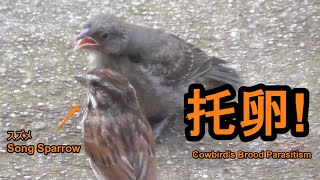 また托卵されたすずめちゃん！Song Sparrow Raised Cowbirds baby Brood Parasitism [upl. by Nylsoj88]