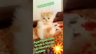 Royal Persian ADORABLE 💥 KITTENS FOR SALEquot shorts viral trendingsongdance ytshortsbollywood [upl. by Glassman]