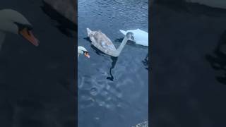 Swans down the local clydebank canal [upl. by Mac]