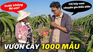 Tìm Hiểu Cách Trồng và Chăm Sóc 1000 Mẫu Thanh Long Hiệu Quả Tại Bình Thuận  KT Food [upl. by Rubel]