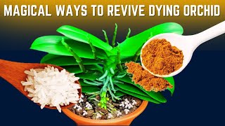 Miracle Ways to Instantly Revive A Dying Orchid [upl. by Annyahs]