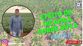 Dicamba parte II [upl. by Emlyn]