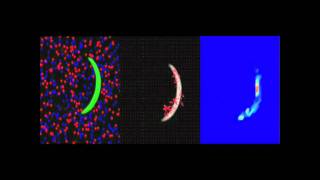 Plasmodium Sporozoite Motility Is Modulated by the Turnover of Discrete Adhesion Sites [upl. by Gem]