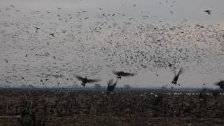 00121 Geese in flight at San Joaquin River National Wildlife Refuge [upl. by Miranda]