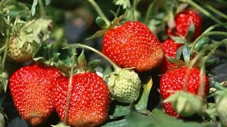 How to Grow Strawberries Organically  Complete Growing Guide [upl. by Haik180]