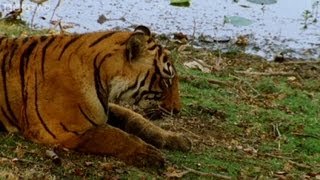 Tiger fights with her mother to become queen  Natural World Queen of Tigers  BBC Two [upl. by Emmye]