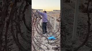 Burying grape vines for winter protection process [upl. by Glennie]