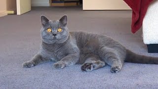 Kesha is doing his daily workout British Shorthair Blue boy [upl. by Assyn]