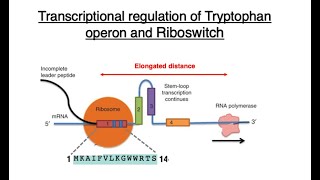 Transcriptional regulation of Tryptophan operon and Riboswitch [upl. by Damas]