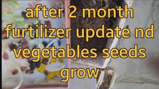 vegetables seeds kaise aur khan grow kiye after 2 month furtilizer update [upl. by Maharva]